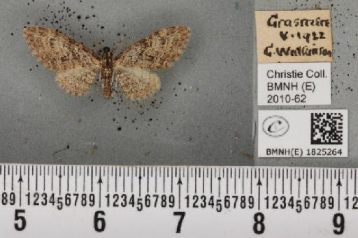 Eupithecia abbreviata Stephens, 1831 - BMNHE_1825264_397884