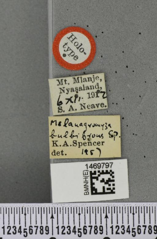 Melanagromyza bulbifrons Spencer, 1959 - BMNHE_1469797_label_44959