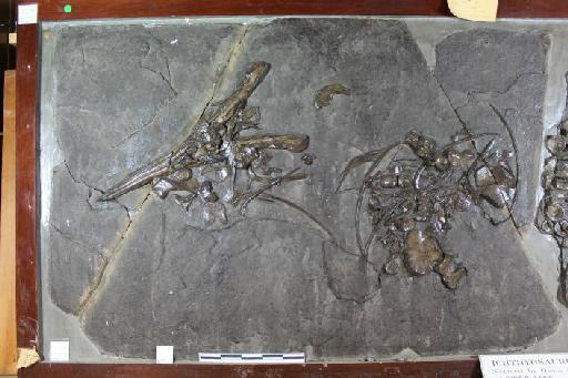 Ichthyosaurus tenuirostris Conybeare, 1822 - 010020661_L010096434