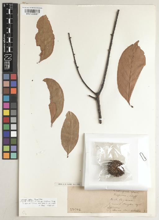 Castanopsis costata (Blume) A.DC. - BM014605603