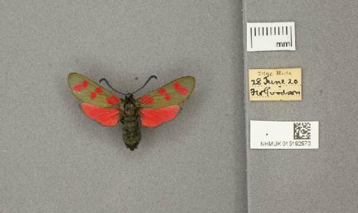 Zygaena (Zygaena) filipendulae stephensi Dupont, 1900 - 015192973_775459_1085133