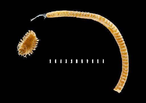 Nereis tongatabuensis McIntosh,  1885 - Polychaete type specimen; Nereidae; 1885.12.1.158 view 1