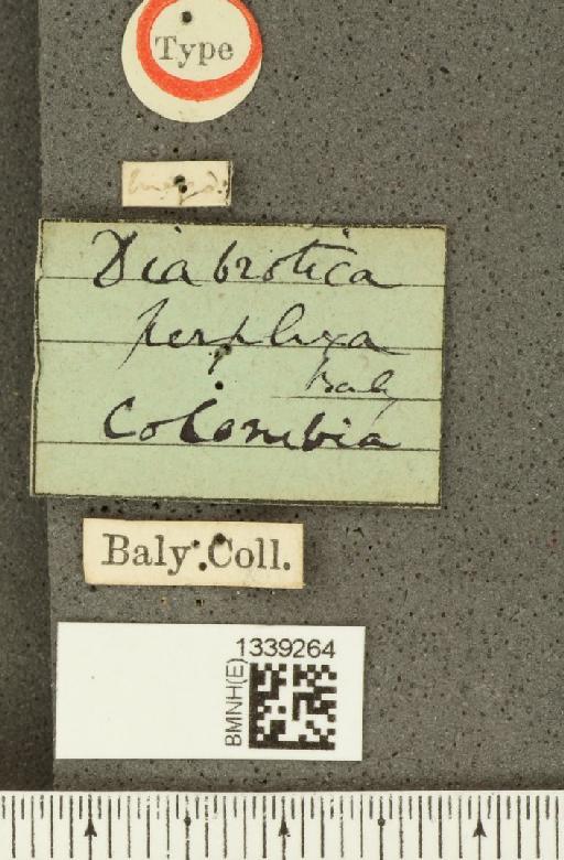 Acalymma perplexum (Baly, 1886) - BMNHE_1339264_label_21866