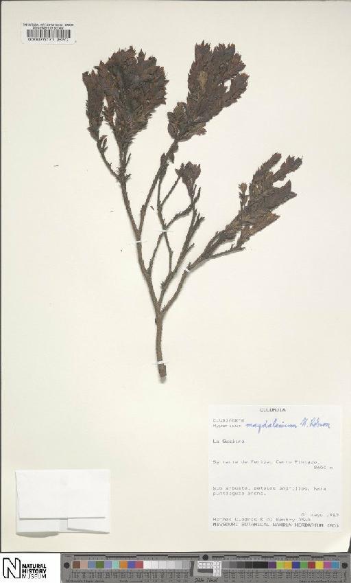 Hypericum magdalenicum N.Robson - BM000076771