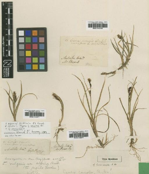 Carex concolor R.Br. - BM001042071