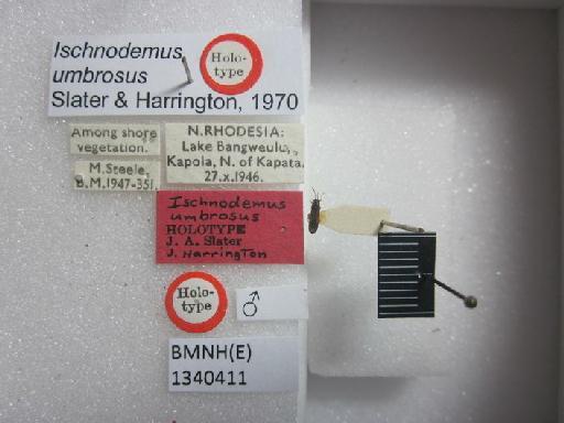 Ischnodemus umbrosus Slater & Harrington, 1970 - Ischnodemus umbrosus-BMNH(E)1340411-Holotype male dorsal & labels