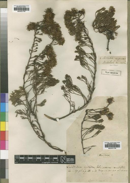 Serruria cygnea R.Br. - BM000910768