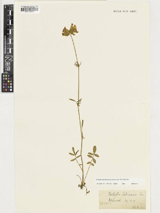 Anthyllis vulneraria subsp. polyphylla (DC.) Nyman - BM001036752
