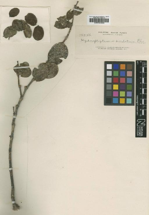 Hydnophytum formicarum Jack - BM000945559