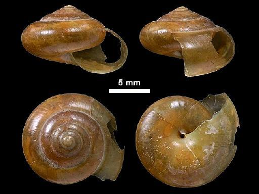 Helix todarum subterclass Tectipleura W. T. Blanford & H. F. Blanford, 1861 - 1906.2.2.13, PARALECTOTYPES, Helix todarum Blanford & Blanford, 1861