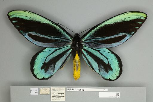 Ornithoptera alexandrae Rothschild, 1907 - 013602444__