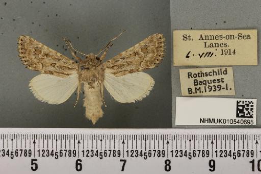 Luperina nickerlii gueneei Doubleday, 1864 - NHMUK_010540695_598578