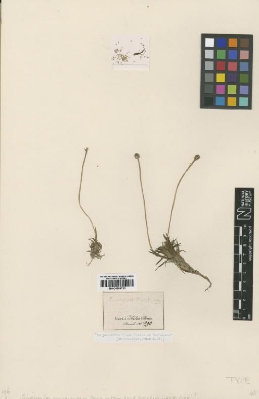 Eriocaulon crassiscapum Bong. - BM000884733