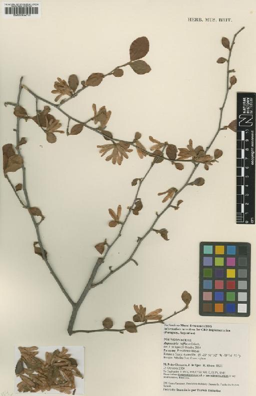 Ruprechtia triflora Griseb. - BM000934712