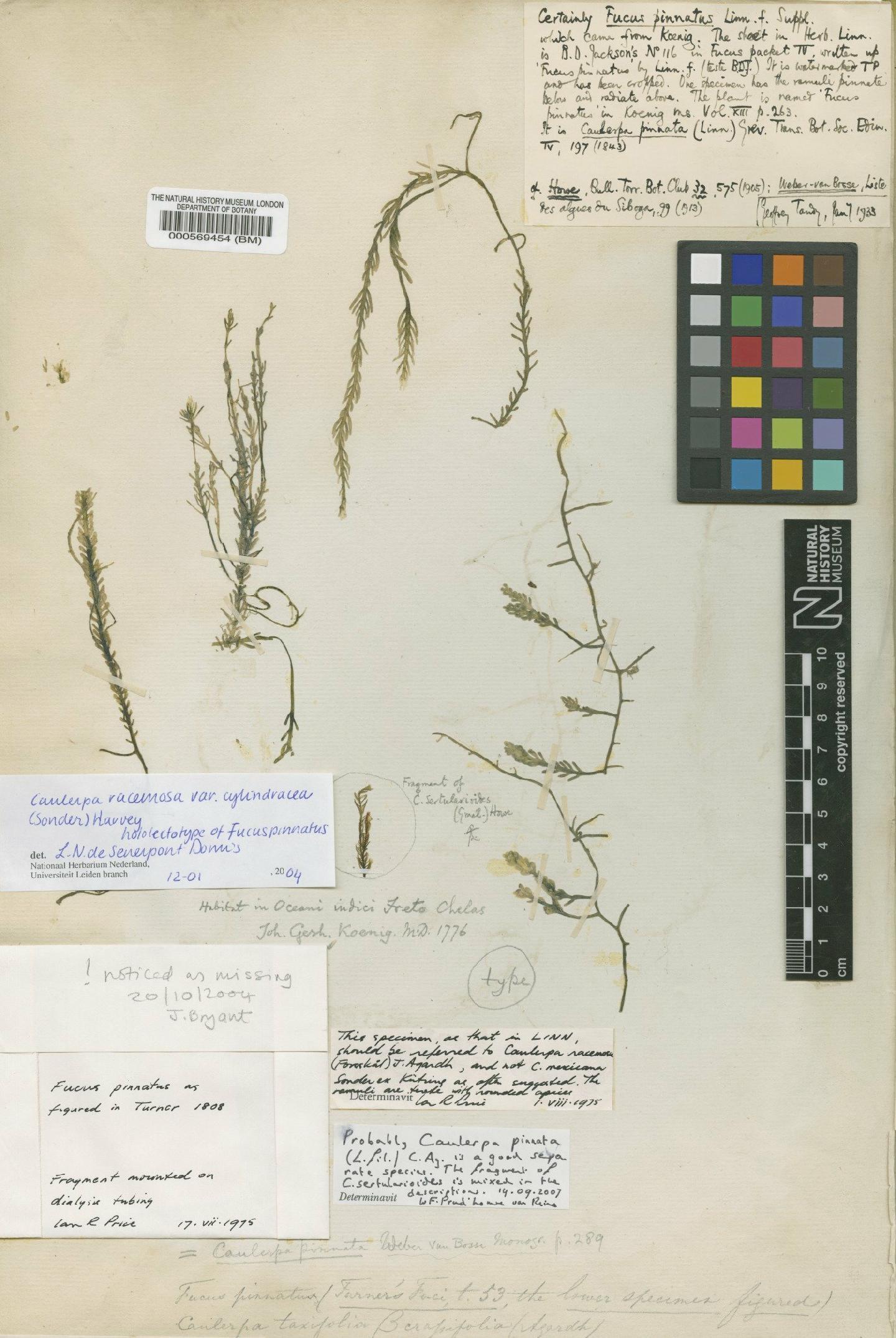 To NHMUK collection (Caulerpa racemosa var. cylindracea (Sonder) Huisman; Lectotype; NHMUK:ecatalogue:4829981)