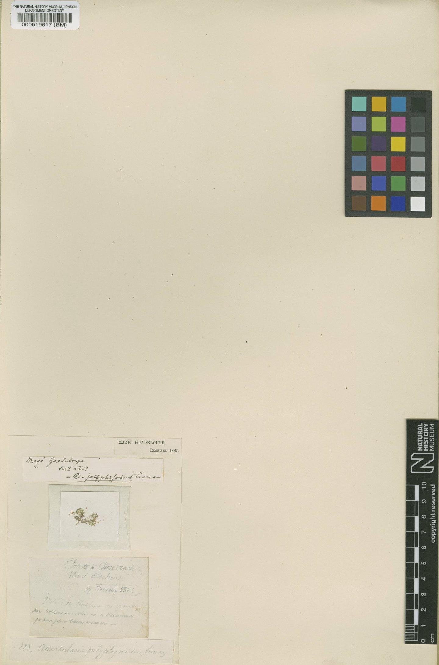 To NHMUK collection (Acetabularia polyphysoides H.Crouan & P.Crouan; Isosyntype; NHMUK:ecatalogue:474296)