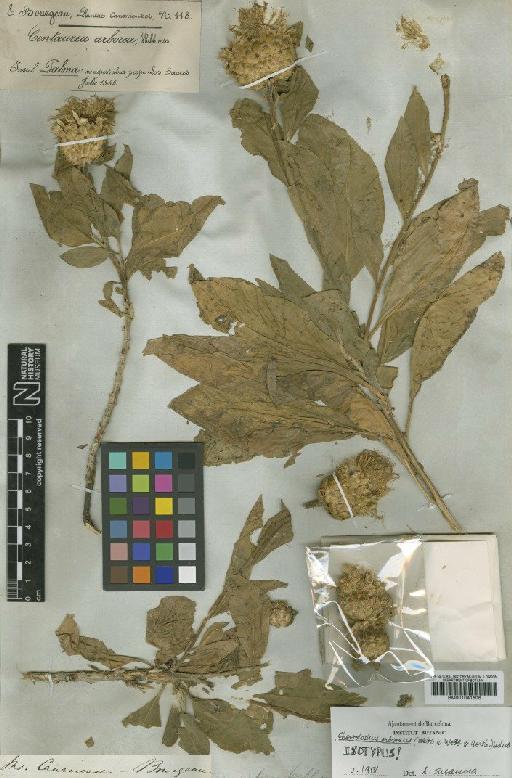 Centaurea arborea Webb & Berthel. - BM001041606