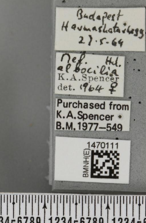 Melanagromyza albocilia Hendel, 1931 - BMNHE_1470111_label_44661