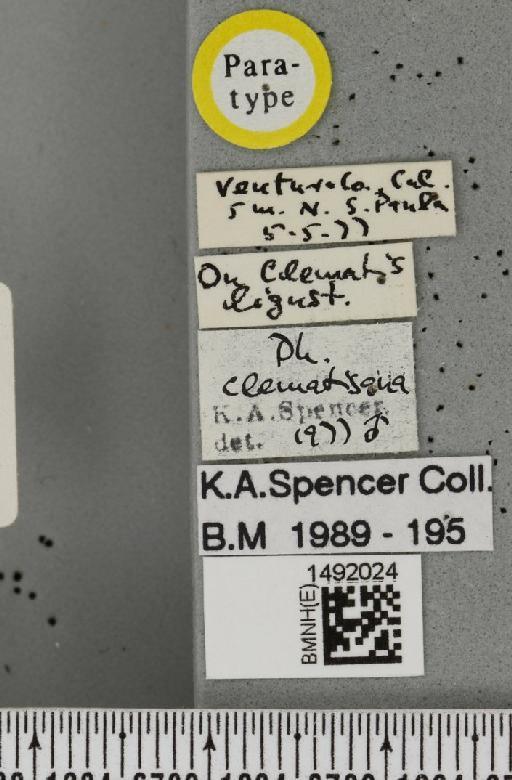 Phytomyza clematisana Spencer, 1981 - BMNHE_1492024_label_53724