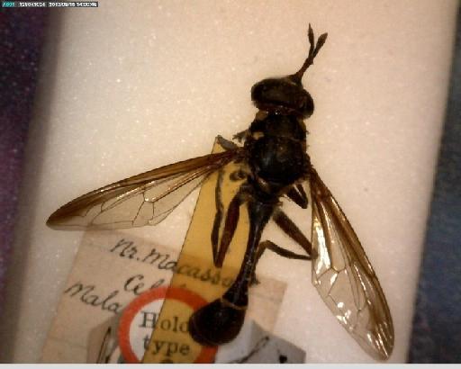 Monoceromyia lateralis (Walker, 1859) - Ceriana lateralis HT dorsal