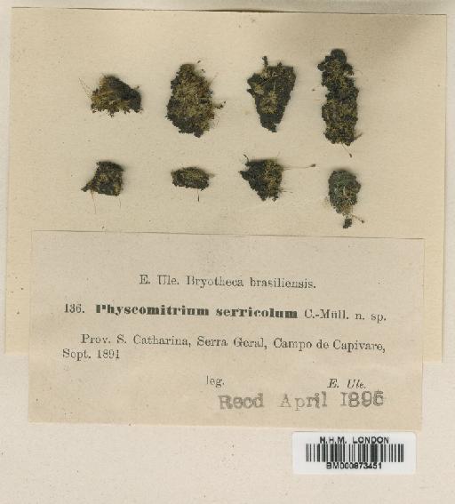 Funaria serricola (Müll.Hal.) Broth. - BM000873451