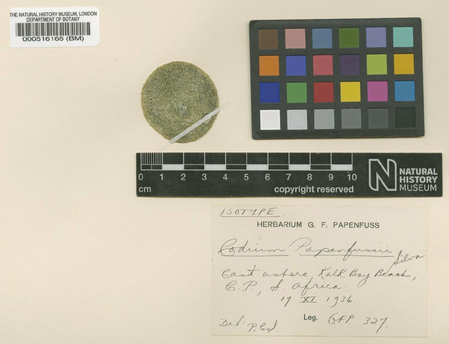 To NHMUK collection (Codium papenfussii Silva; Isotype; NHMUK:ecatalogue:4830764)