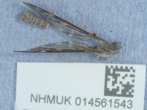 Tipula (Savtshenkia) confusa van der Wulp - 014561543_3