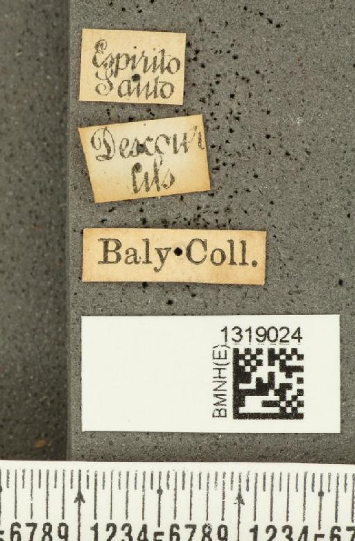 Diabrotica javeti Baly, 1889 - BMNHE_1319024_label_17862