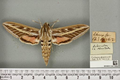 Hyles livornica (Esper, 1780) - NHMUK_010477099_534702