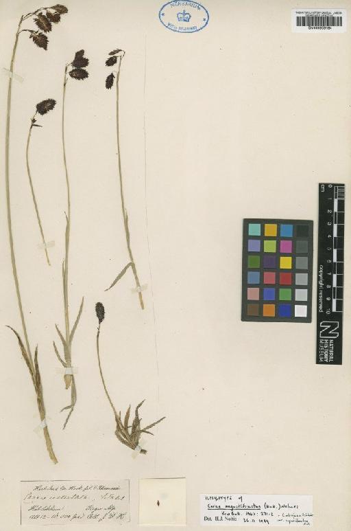 Carex angustifructus (Kük.) Nelmes - BM000959164