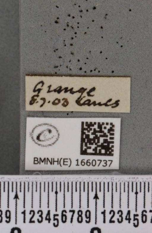 Cybosia mesomella (Linnaeus, 1758) - BMNHE_1660737_label_258247