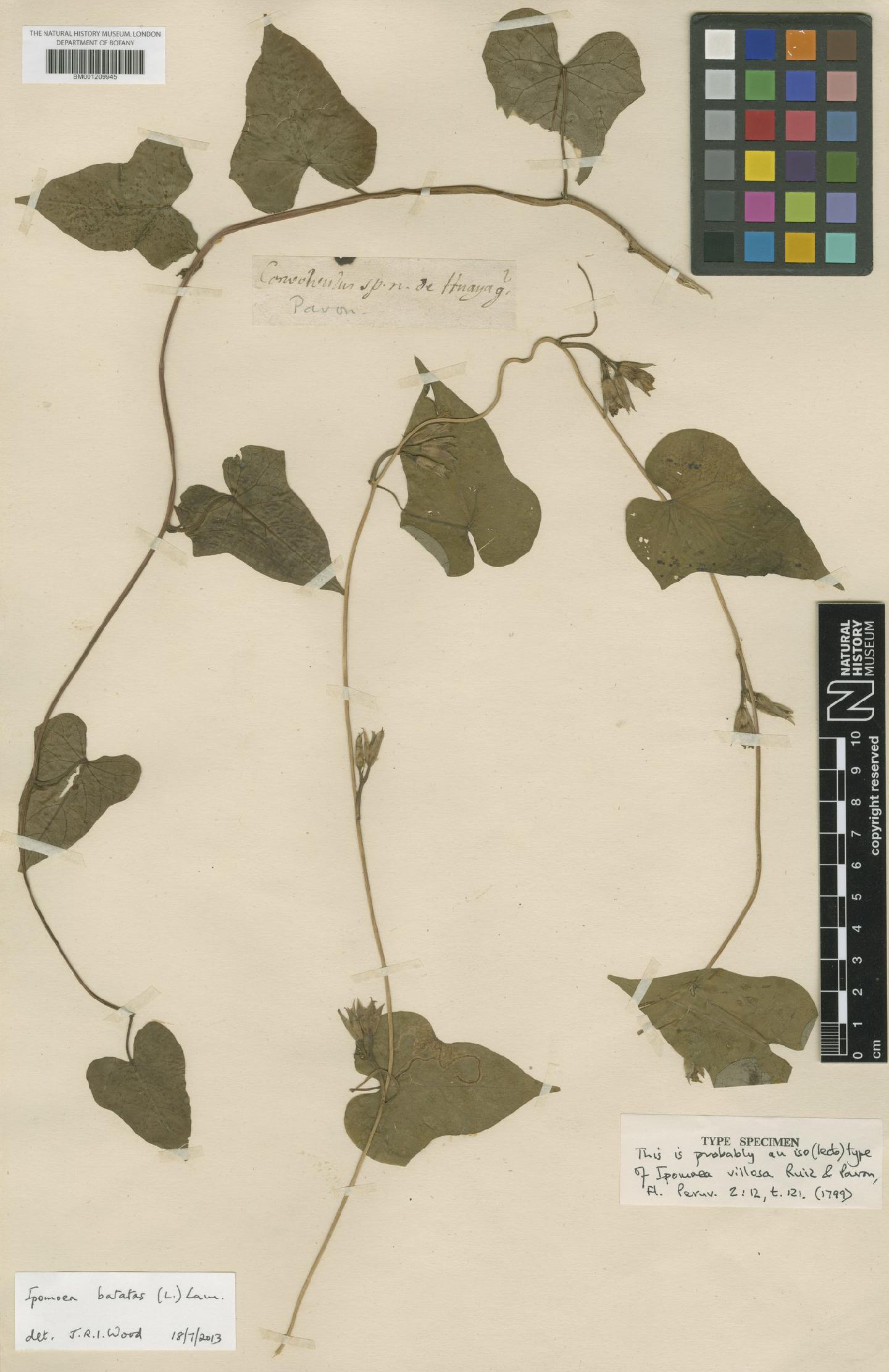 To NHMUK collection (Ipomoea indica (Burm.) Merr.; ISOLECTOTYPE; NHMUK:ecatalogue:8217465)