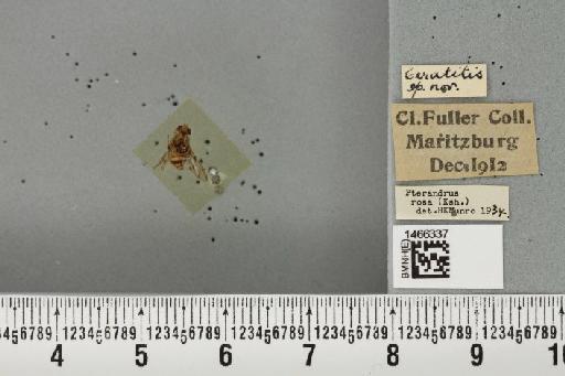 Ceratitis (Pterandrus) quilicii De Meyer et al., 2016 - BMNHE_1466337_26957