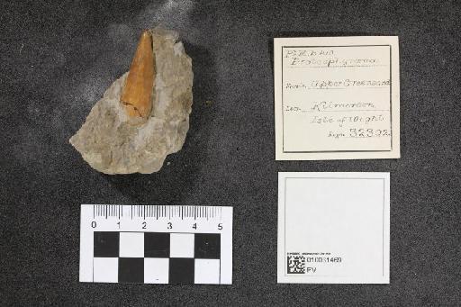 Protosphyraena Leidy, 1857 - 010031469_L010097567