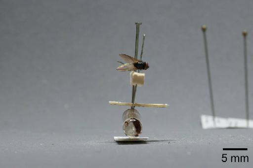 Fannia fuscitibia Stein, 1920 - 013422226_lateral