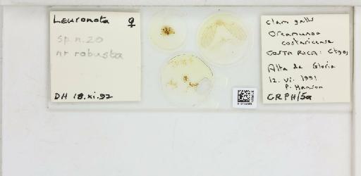Leuronota robusta Brown & Hodkinson, 1988 - 010724563_117200_1146333_157663_NonType