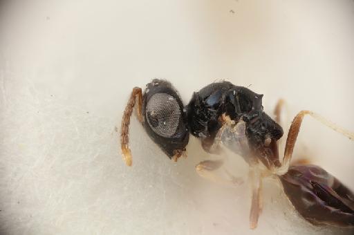Pterosemopsis eilogoa Boucek, 1988 - 013457783_Pterosemopsis_eilogoa_HT-F-5.3272_head-meso-lat-x300.tif