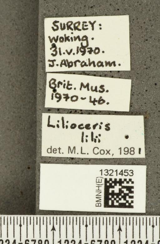 Lilioceris (Lilioceris) lilii (Scopoli, 1763) - BMNHE_1321453_label_11584