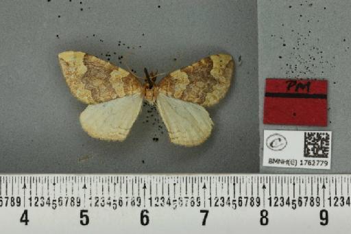 Eulithis populata (Linnaeus, 1758) - BMNHE_1762779_344303