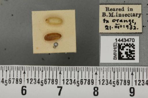 Ceratitis (Ceratitis) capitata (Wiedemann, 1824) - BMNHE_1443470_26863