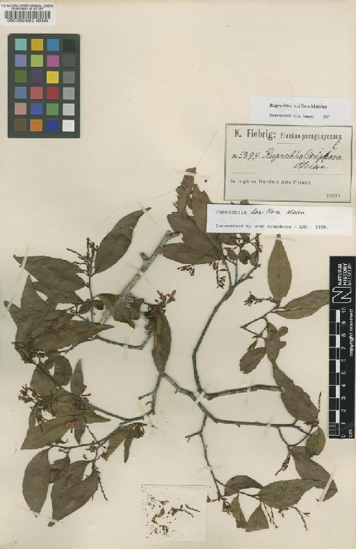 Ruprechtia laxiflora Meisn - BM000092562