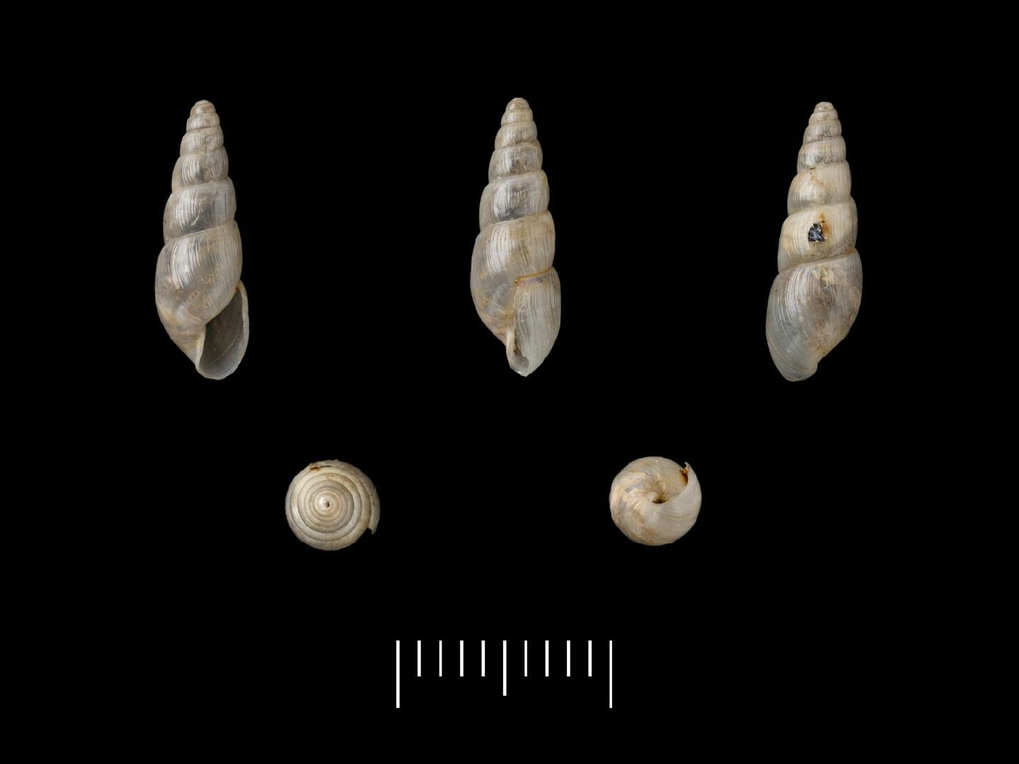 To NHMUK collection (Achatina cereola Morelet, 1860; SYNTYPE(S); NHMUK:ecatalogue:7785743)