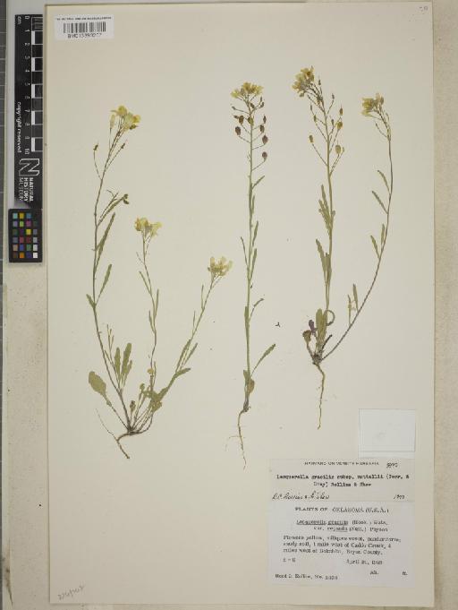 Lesquerella gracilis subsp. nuttallii (Torr. & A.Gray) Rollins & E.A.Shaw - BM013393207