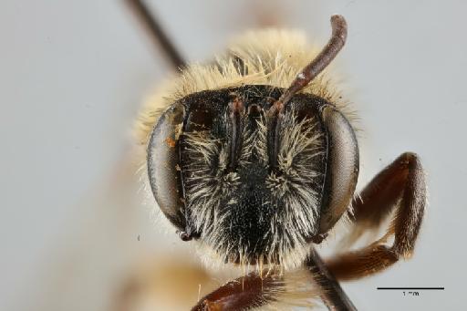 Andrena (Tarsandrena) belikovi Cockerell, T., 1929 - 014025080_face