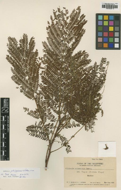 Albizia philippinensis I.C.Nielsen - BM000946718