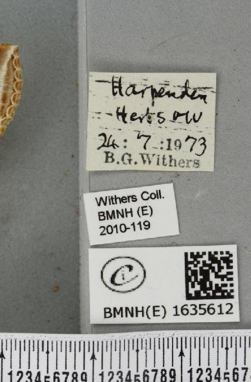 Habrosyne pyritoides (Hufnagel, 1766) - BMNHE_1635612_label_202048