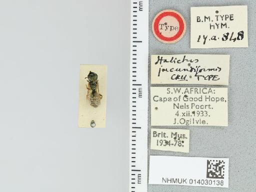Halictus (Seladonia) jucundiformis Cockerell, 1940 - 014030138_837183_419011-
