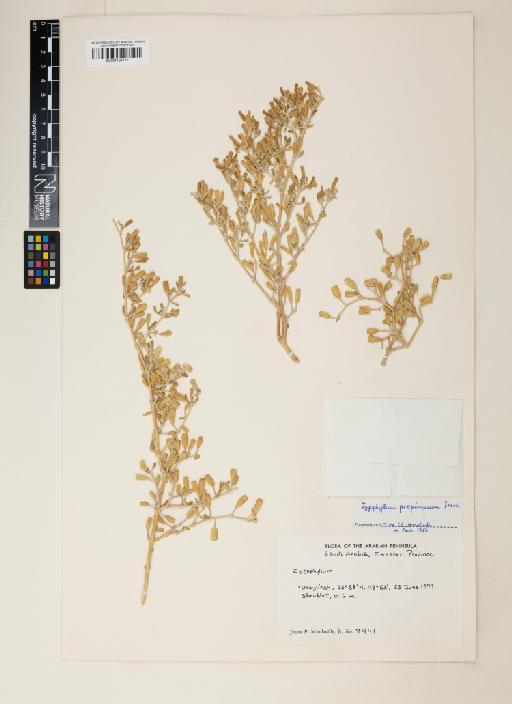 Zygophyllum propinquum Decne. - BM001125717