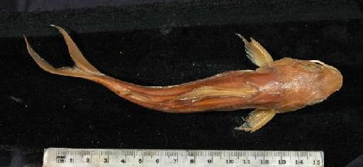 Chrysichthys filamentosus Boulenger, 1912 - 1912.4.1.445-6a; Chrysichthys filamenstosus; dorsal view; ACSI Project image