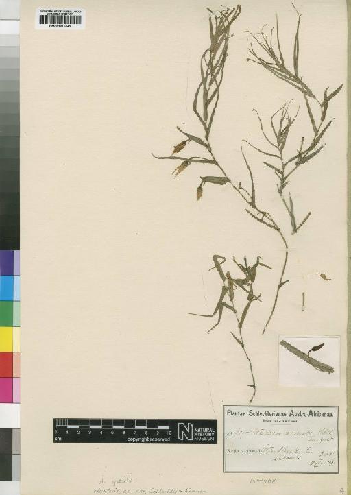 Walleria gracilis (Salisb.) Carter - BM000911640